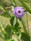 Clover